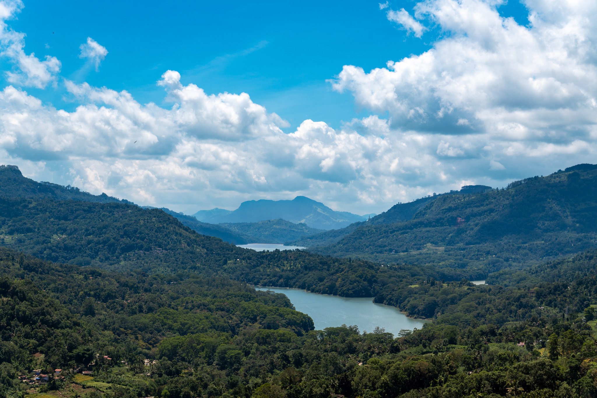 Tea estate in Nuwara Eliya